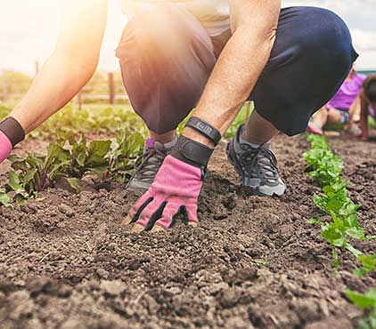 Tree Plantation