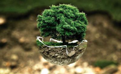 Tree Plantation