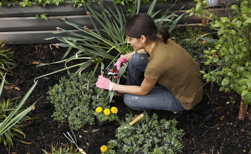 We Guide to the best indoor plants  for all places