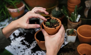 We Guide to the best indoor plants  for all places