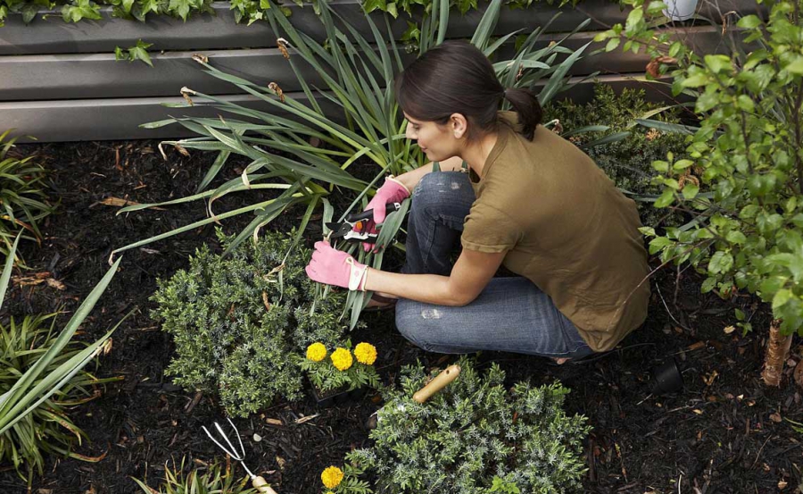 We Guide to the best indoor plants  for all places