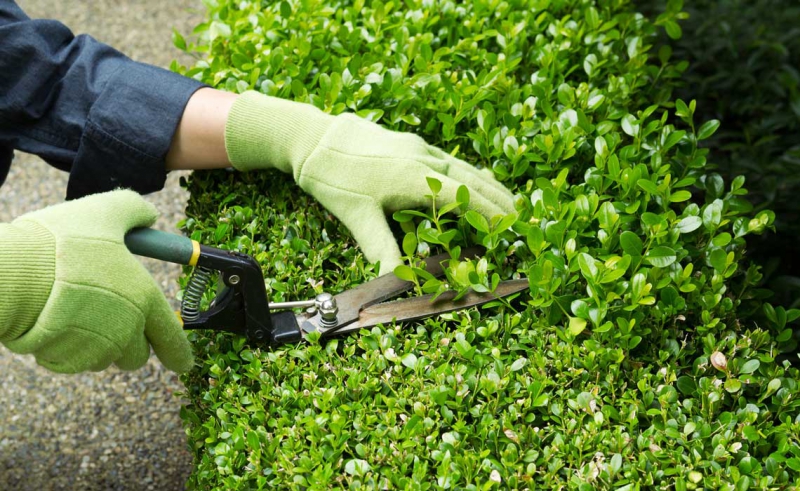 We Guide to the best indoor plants  for all places